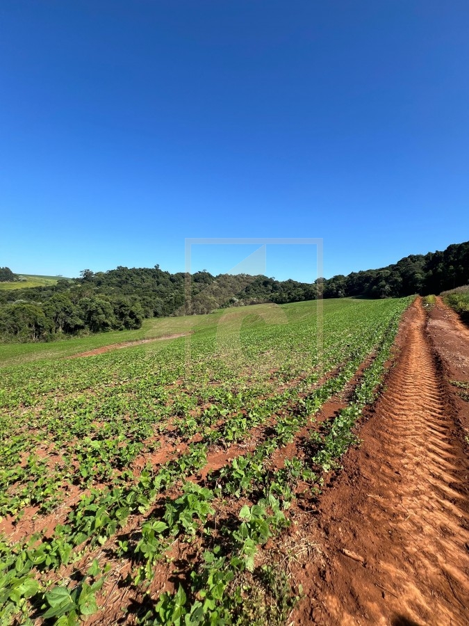 Chácara à venda em Pato Branco