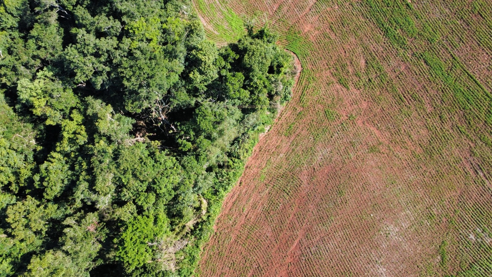 Chácara à venda em Pato Branco
