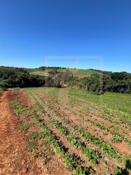 Chácara à venda em Pato Branco