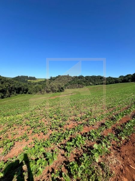 Chácara à venda em Pato Branco